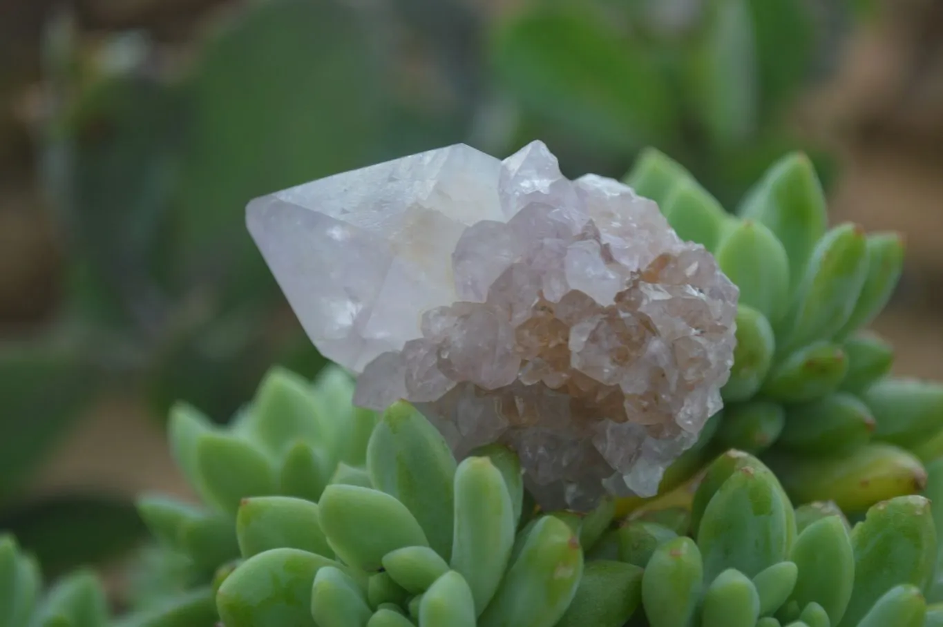 Natural Rare Spirit Ametrine Quartz Crystals x 35 From Boekenhouthoek, South Africa