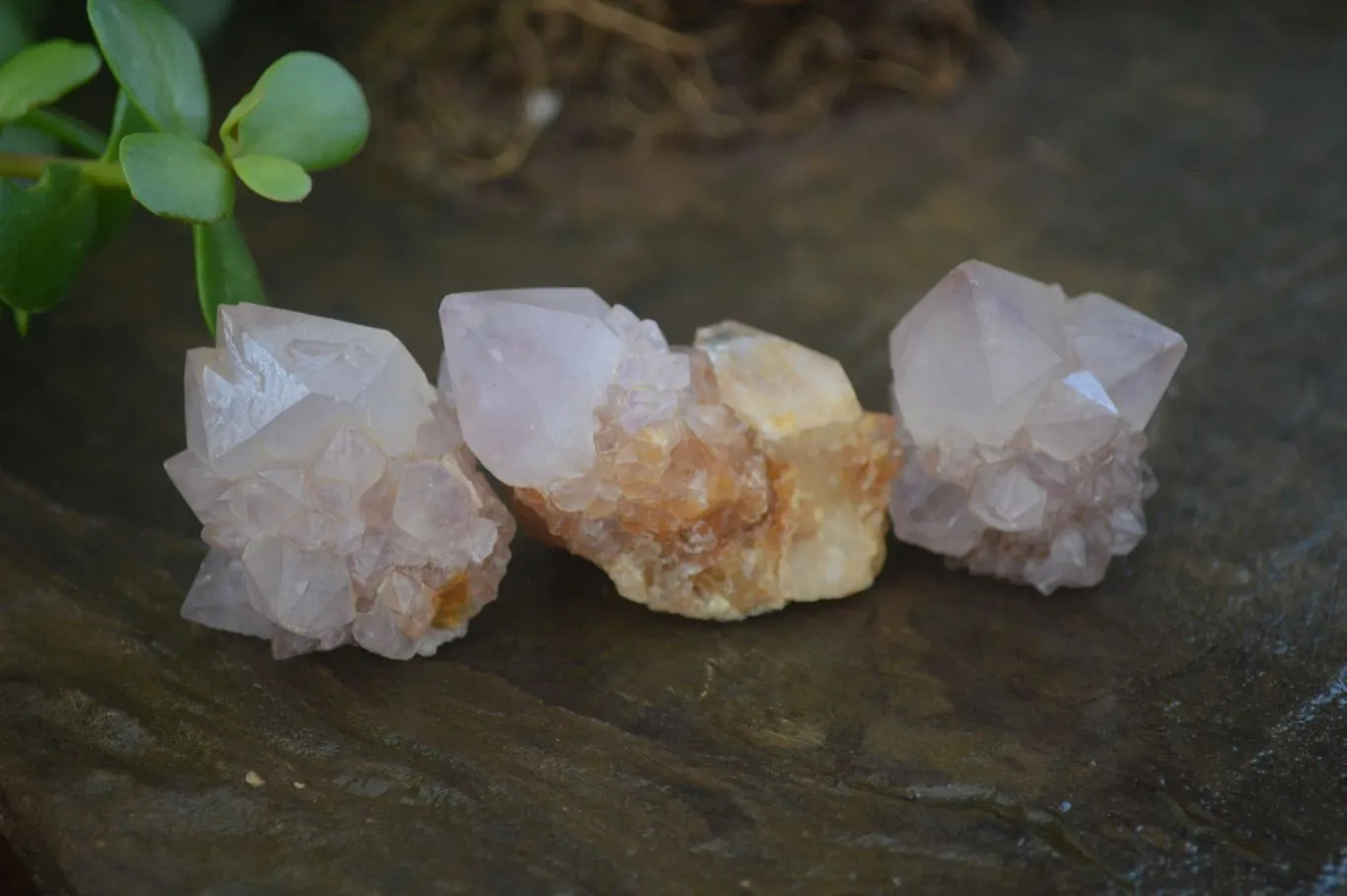 Natural Rare Spirit Ametrine Quartz Crystals x 35 From Boekenhouthoek, South Africa