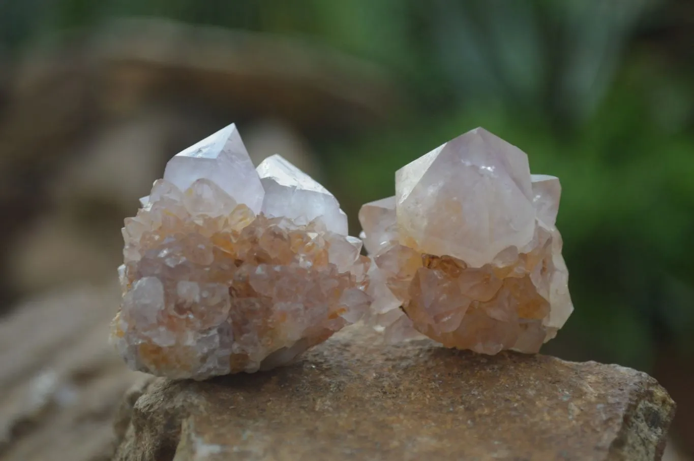 Natural Rare Spirit Ametrine Quartz Crystals x 35 From Boekenhouthoek, South Africa