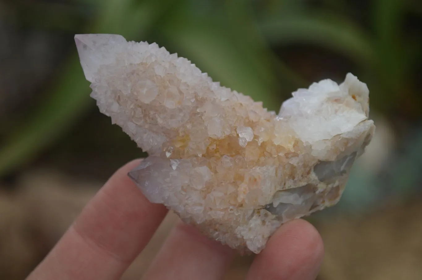 Natural Spirit Amethyst / Ametrine Quartz Clusters x 12 From Boekenhouthoek, South Africa