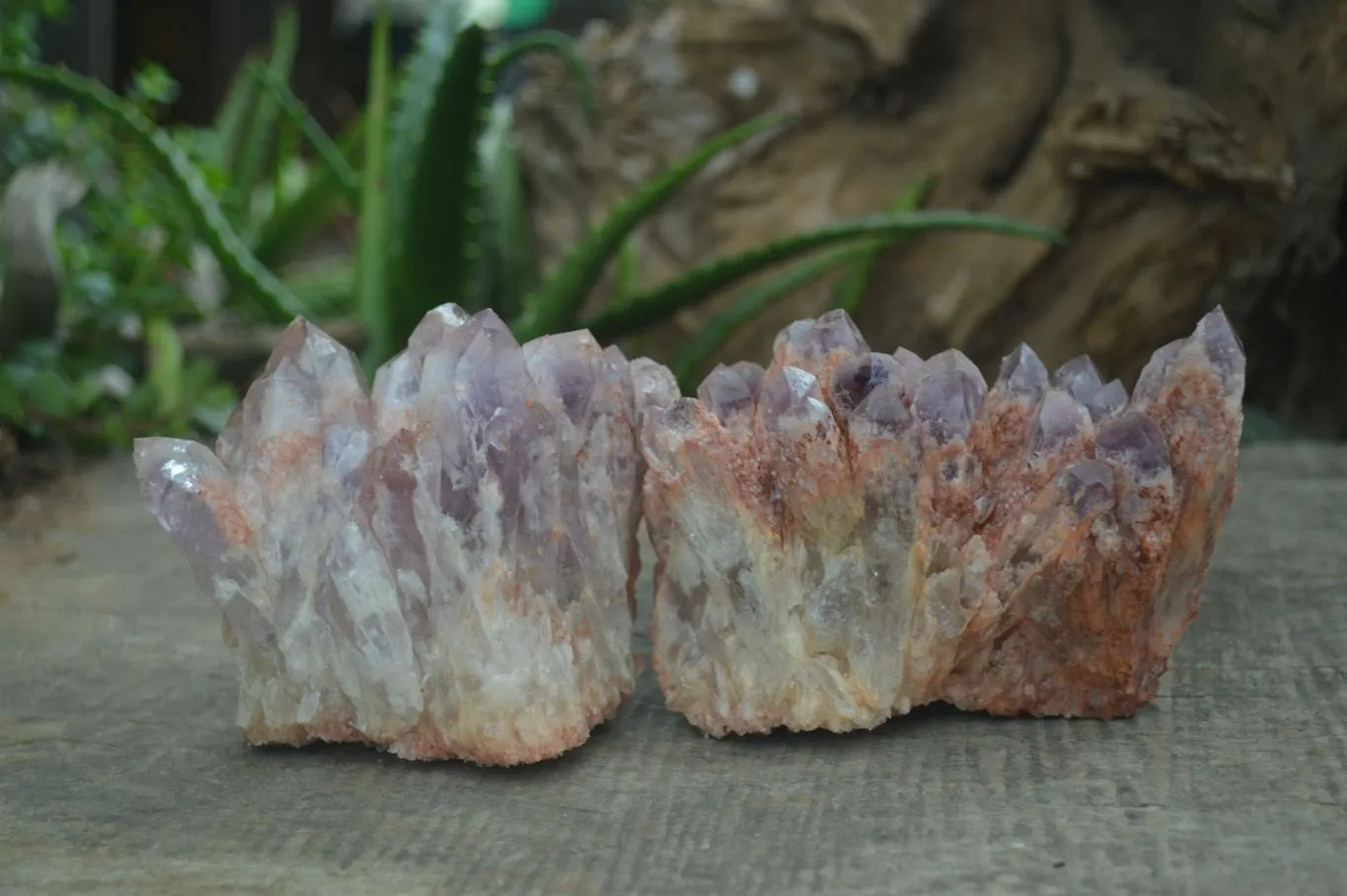 Natural Sugar Amethyst Clusters  x 4 From Zambia