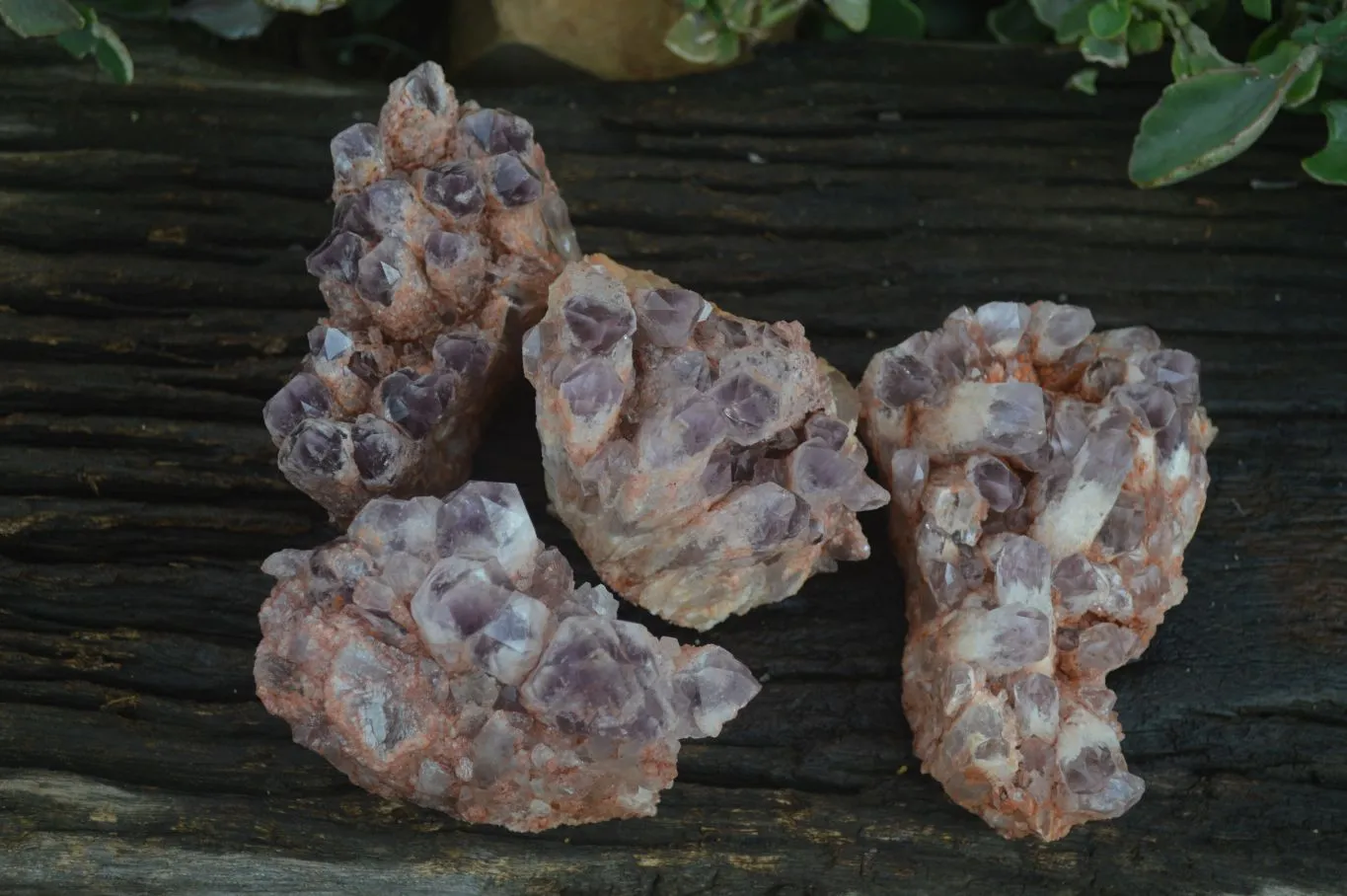 Natural Sugar Amethyst Clusters  x 4 From Zambia