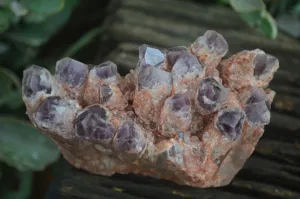 Natural Sugar Amethyst Clusters  x 4 From Zambia